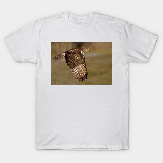 Red-tailed Hawk T-Shirt by Jim Cumming